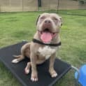 Photo of Koda