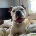 Photo of Bullseye