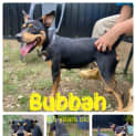 Photo of Bubbah