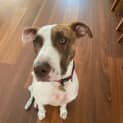 Photo of Lark