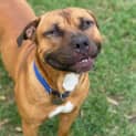Photo of Baked Bean
