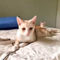 Photo of Sahara