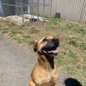 Photo of Brutus