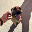 Photo of Brutus