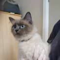 Photo of Suki