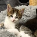 Photo of Tiramisu (Terry)