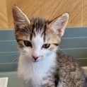 Photo of Tiramisu (Terry)