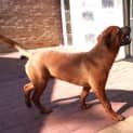 Photo of Maverick
