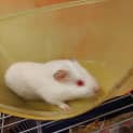Photo of Cobbler