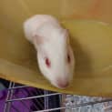 Photo of Cobbler