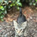 Photo of Bo Katan 8 Week Old Domestic Short Hair (Trial)