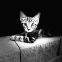 Photo of Bo Katan 8 Week Old Domestic Short Hair (Trial)