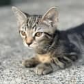 Photo of Bo Katan 8 Week Old Domestic Short Hair (Trial)