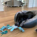 Photo of Lolly