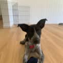 Photo of Lolly