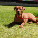 Photo of Goose