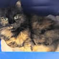 Photo of Maple