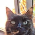 Photo of Maple