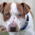 Photo of Buddy