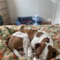 Photo of Buddy