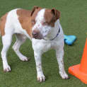Photo of Buddy