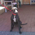 Photo of Gemini