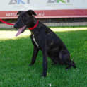Photo of Gemini