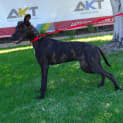 Photo of Gemini