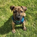 Photo of Pacey