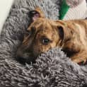 Photo of Pacey