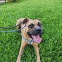 Photo of Biggie 2 Year Old American Staffy (Trial)
