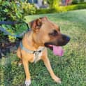 Photo of Biggie 2 Year Old American Staffy (Trial)
