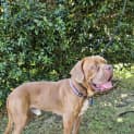 Photo of Norman 1 Year Old French Mastiff (Trial)