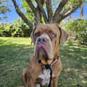 Photo of Norman 1 Year Old French Mastiff (Trial)