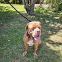 Photo of Norman 1 Year Old French Mastiff (Trial)