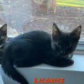 Photo of Licorice
