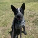 Photo of Kylo