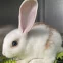 Photo of Caramel