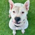 Photo of Piper
