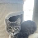 Photo of Smokey
