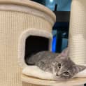 Photo of Smokey