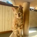 Photo of Kringle