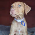 Photo of Cookie