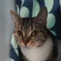 Photo of Kitten