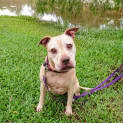 Photo of Honey