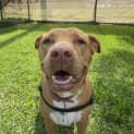 Photo of Shelby
