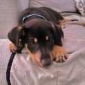 Photo of Sprout 4 Month Old Kelpie X, Male