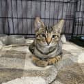 Photo of Cayenne