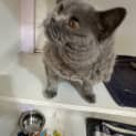 Photo of Bluebelle