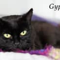 Photo of Gypsy
